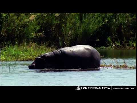 Surprising Hippo Facts You Didn't See Coming 🦛 #wildlife