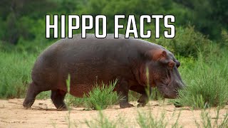 Surprising Hippo Facts You Didn't See Coming 🦛 #wildlife