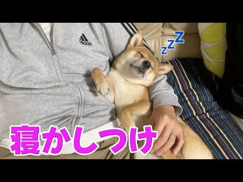 柴犬小夏の寝かしつけと朝ごはんの煮干しだしASMR動画解説 サムネイル