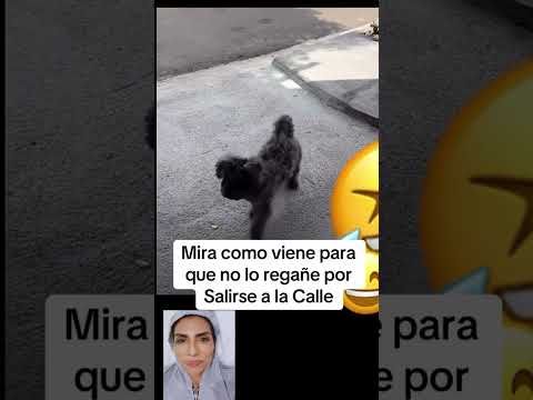 Tu le creerías? jajajaja 😂😂#humor #funny #fyp #fypシ゚ #fy #comedy #viralvideo #shorts #short