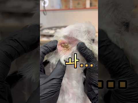 말티즈 귀염증 귀청소 #shorts #maltese #earcleaning ##강아지귀청소 #강아지귀염증 #말티즈 #강아지귓속털 #말티즈귀청소 #말티즈는참지않긔