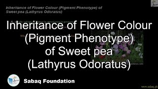 Inheritance of Flower Colour (Pigment Phenotype) of Sweet pea (Lathyrus Odoratus)