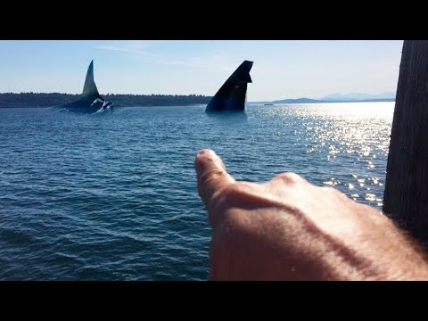 i saw the megalodon..