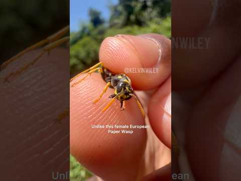 WASP-MIMICKING BEETLE!