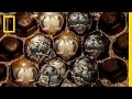 Bee Development and Life Cycle