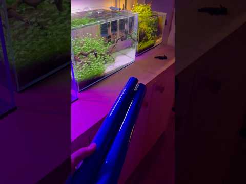 Do you use a background? #aquascape #aquarium #you 