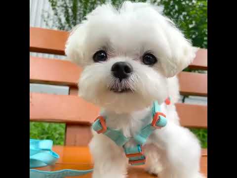 Cutest Puppies Ever