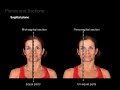 Anatomical Position and Planes