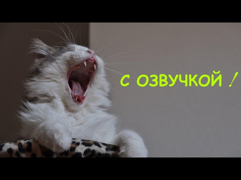 Приколы с котами! Смешные коты! С озвучкой! НОВЫЕ смешные кошки