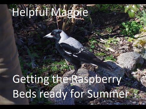 How to prepare raspberry beds for the summer ep 66