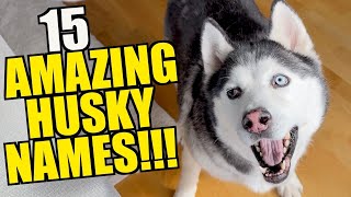 15 AMAZING Names For Siberian Huskies - 2025 EDITION!!!