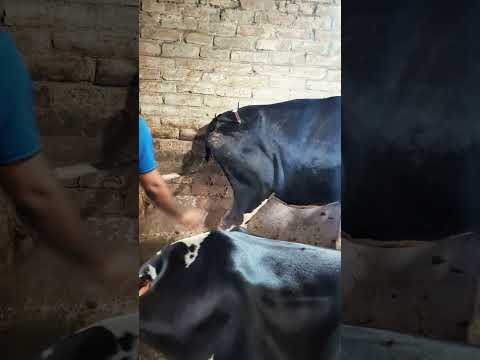 দেখুন কিভাবে প্রয়োগ করা হচ্ছে। #cow #animalfarming #farming #viralshort #foryou