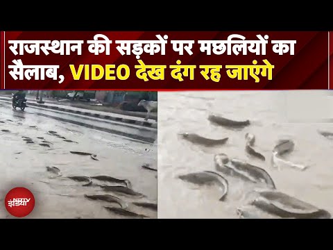 Rajasthan Fish on Road VIRAL VIDEO: Rajasthan शहर बना समंदर, सड़कों पर तैरने लगीं मछलियां | Rainfall