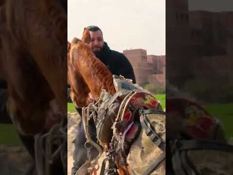 rescue the horse that was enslaved until it was traumatized !! #lovehorses #horse #horsehelp