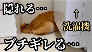 散歩嫌い柴犬を連れ出すために説得します