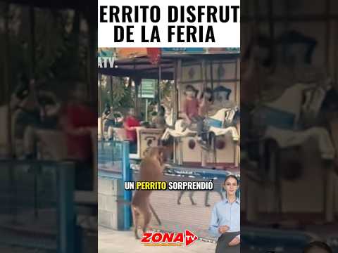 Perrito aprovechó el preciso momento #puppy #reporteros #humor #pets