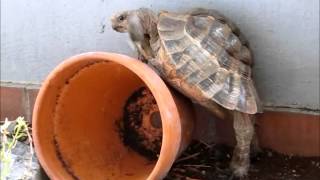 Sportliche Schildkröte - sportive Turtle