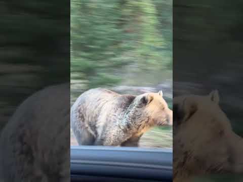 Аляска. Медведь преследует лося. #медведь #bear #bearattacks #медведьмансур