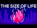 Understanding Size and Its Impact on Biology