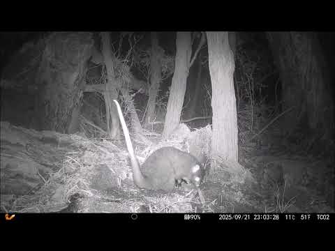 White Tailed Possum Little Grove Albany 2025