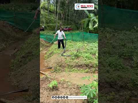 ജനവാസമേഖലയിൽ ഇറങ്ങിയ രാജവെമ്പാല | Kollam | King Cobra