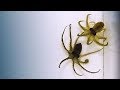 Understanding Octopus Behavior