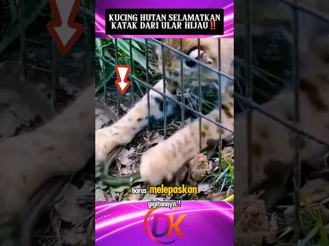 Kucing Hutan SeL4matkan Katak Dari Ular Hijau‼️#shorts