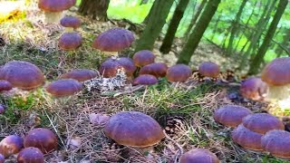 SZOK !!! DZIŚ LASY PEŁNE ! BOROWIKI Listopadowe ! POKONAŁY ZIMNO !🌕 Grzybobranie. Grzyby 2025