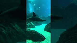 Shark #shark #sharktank #shorts