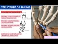 CMC Joint Anatomy and Function