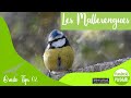 Identificació de Mallarengues a Catalunya