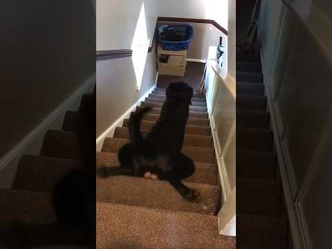 Dog logic: stairs edition 🤣 #funny #dog #memes