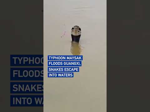 Typhoon Maysak floods Guangxi, snakes escape into waters
