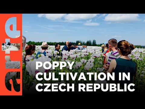 YouTube video thumbnail: Czech Poppy Farming Under Threat 