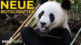 Zoo Vienna: NEUE Große Pandas in Schönbrunn 🐼 | zoos.media