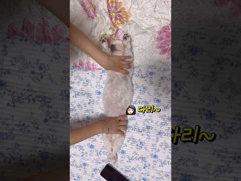 엑스레이 찍기 좋아하는 강아지