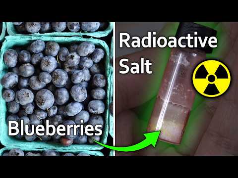 Extracting Radioactive Salt from Chernobyl Blueberries