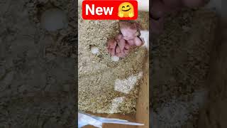 #birds #попугай #viral #ytshorts #shorts #funny #short #vlog #budgie #youtubeshorts #youtube #parrot