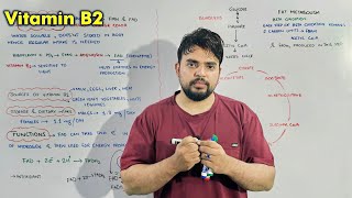Vitamin B2 (Riboflavin): Functions, Sources & Role in Energy Production