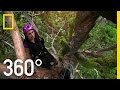 Exploring the World of Giant Sequoias