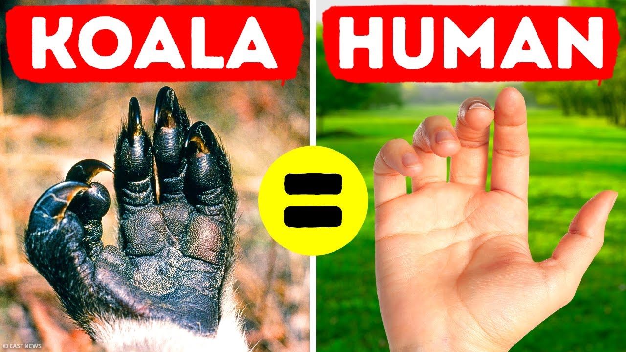 36 Rare Animal Facts you forgot to Google