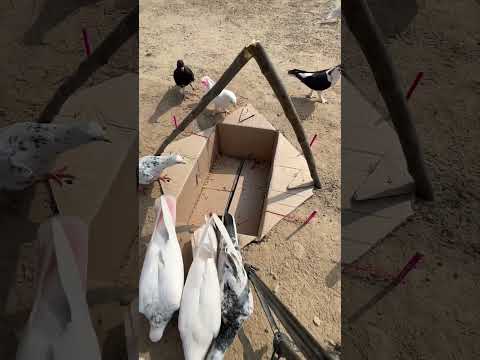 Hole Birds Trap Easy 💯 % Working #Trap #Trapideas #Short