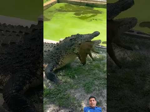 #crocodile #ekmotahathighumechala #wildlife