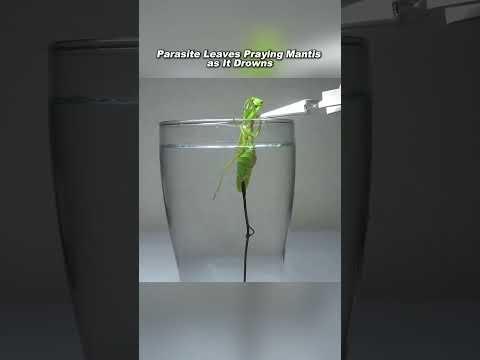 Parasite Escapes as Praying Mantis Drowns