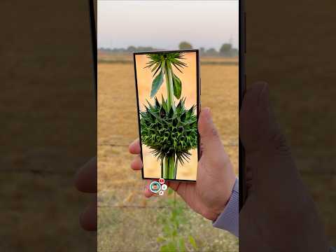 Samsung Galaxy S24 Ultra Camera Zooming Test #mobilepapa #shorts