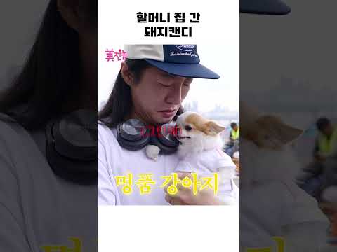 비만 강아지 캔디  #shorts