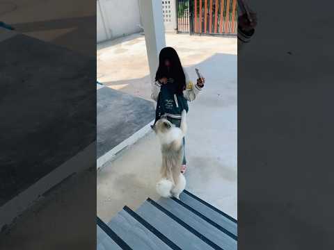 ผมคิดถึงๆ🐶 #ลองดู #คิดถึง #ฝากติดตาม #ช่องยูทูป #บูก้า #ครอบครัวเอ็นจอย #เอ็นจอยคับผม