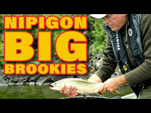 Nipigon Brook Trout!