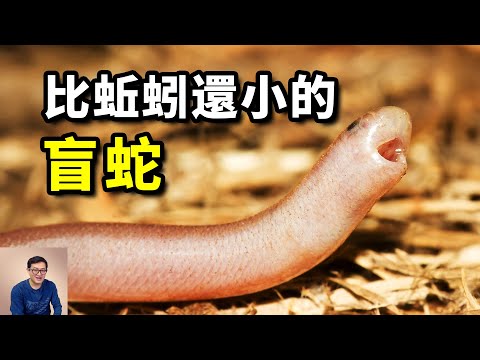 比蚯蚓還小的盲蛇，到底如何生存？原來只有牠們不忘初心！【老肉雜談】限時公開