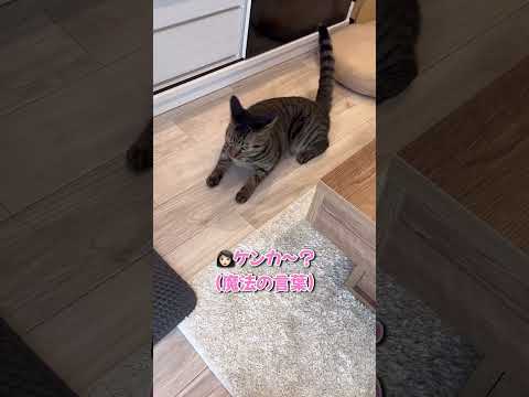 足が短くてケンカに勝てない短足マンチカンの猫ちゃんが可愛すぎる...